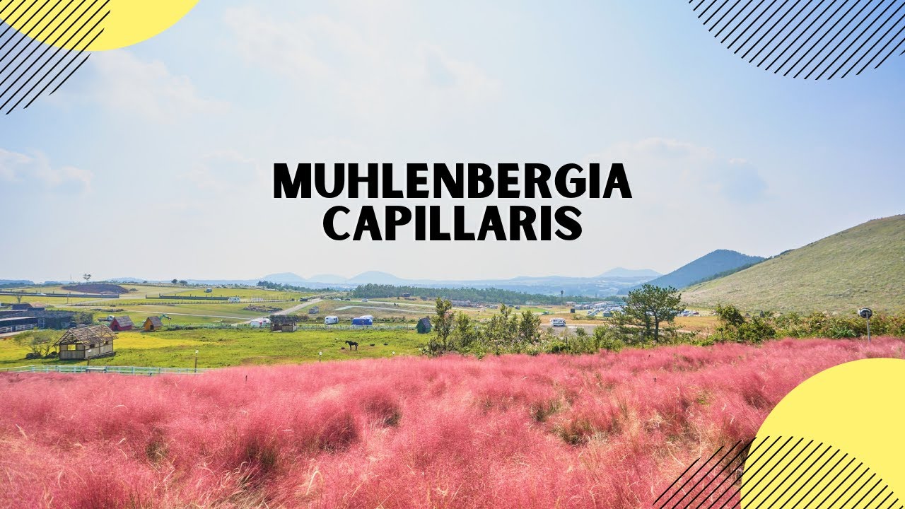 Muhlenbergia Capillaris