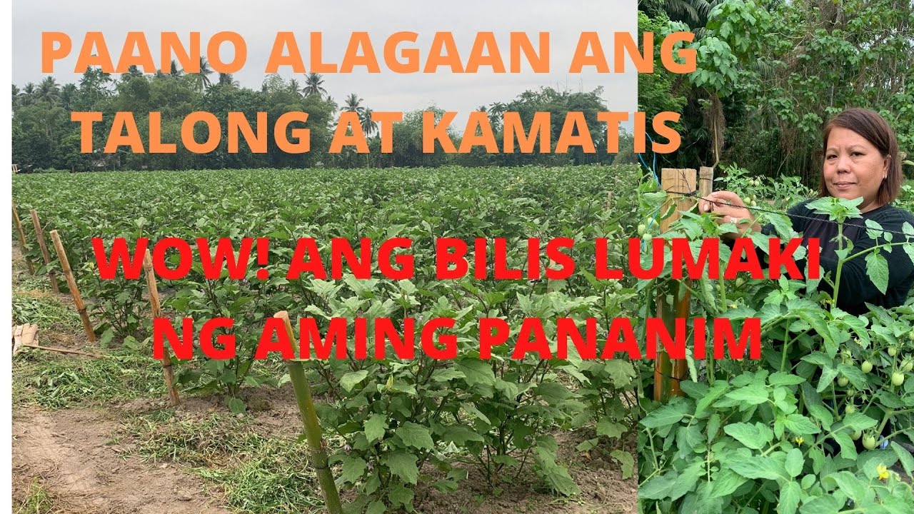PAANO ALAGAAN ANG MGA TALONG AT KAMATIS PARA HINDI MATUMBA II AT MAGKAROON NG MADAMING ANI