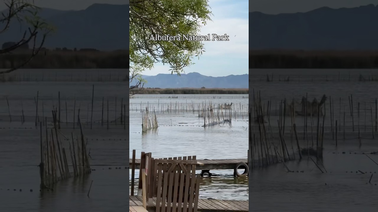 Albufera Natural Park near Valencia 🦆 #shorts #albufera #valencia #spain #travel #travelvibes