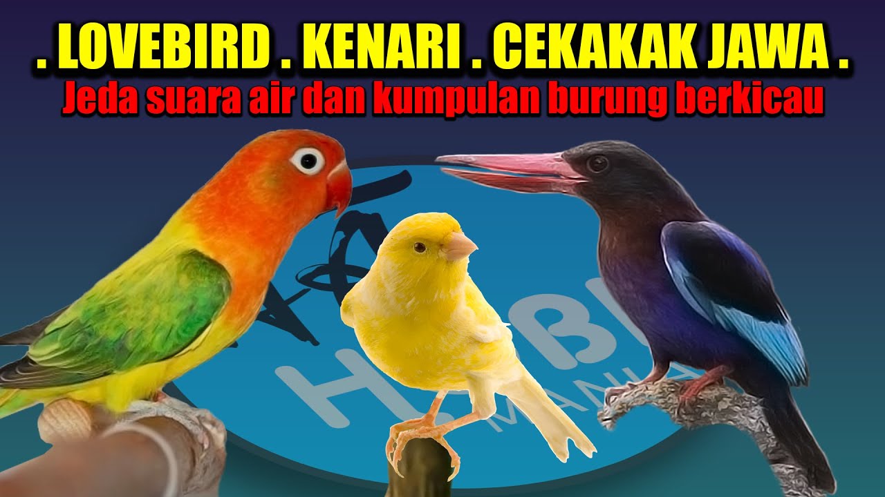 MASTER LOVEBIRD KENARI CEKAKAK JAWA Jeda suara air dan kumpulan burung berkicau