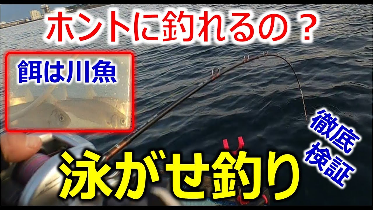 【ボート泳がせ釣り】ギンペイ（ウグイ）餌徹底検証