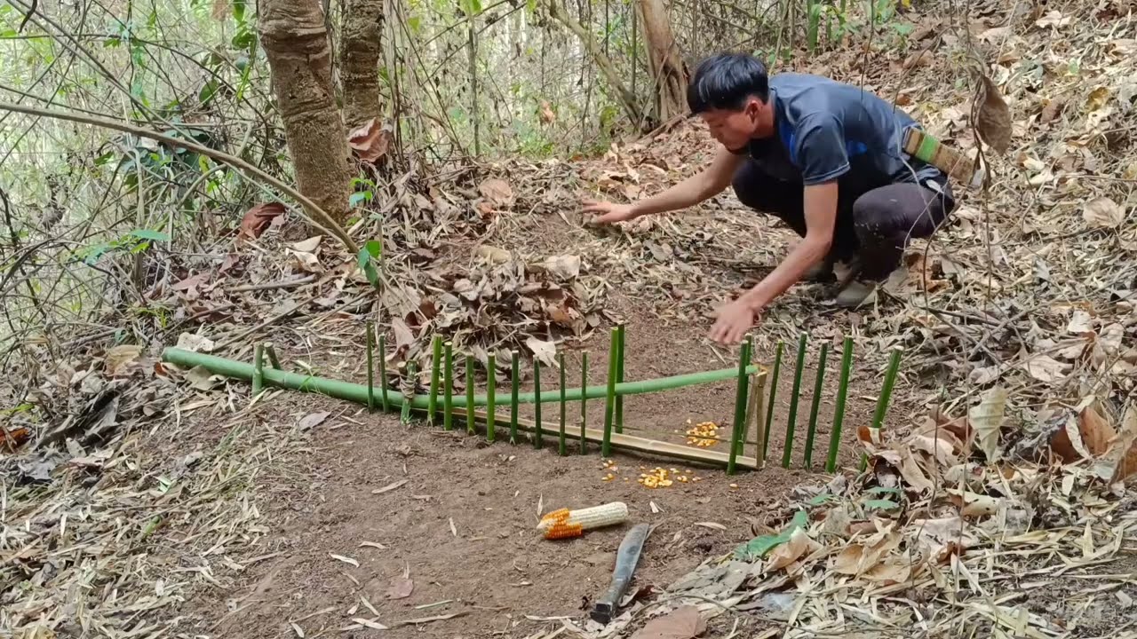 Use bamboo to make wild chicken traps really effective.
