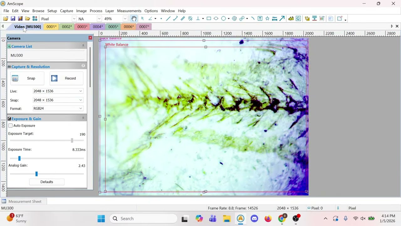 Photographing Lanternfish Fossils! | Microstream #51