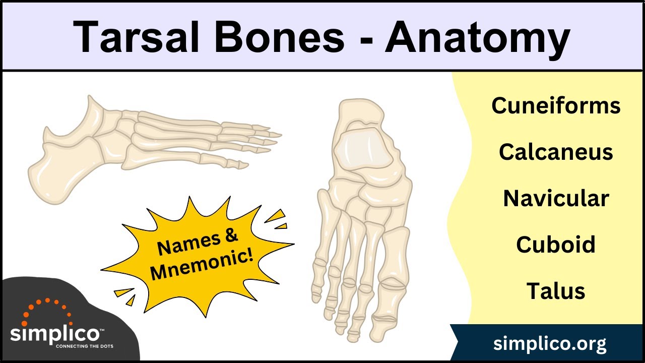 Foot & Ankle Bone Anatomy Mnemonic [Tarsal Bone Names]