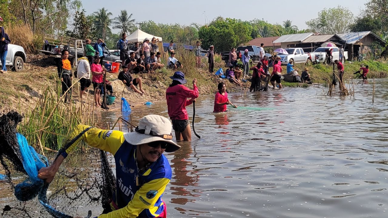 เปิดหัวตึกแหปี69 บัตร 250บาท บ้านหนองแวง ปลาหนอง2ปีบ่เคยตึก กี่ปลาตะเพียนสระใหญ่น้ำตื้น เซียนแห500คน