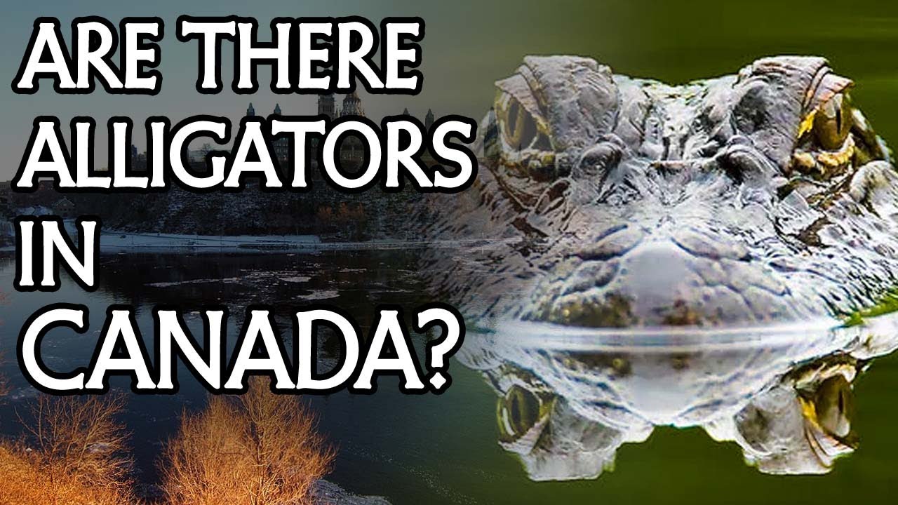 Alligators in the Ottawa River: An Explanation for the Mug-Wump?