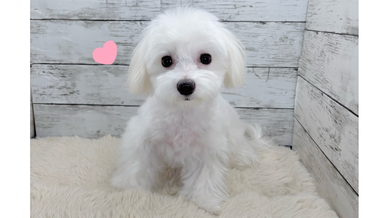 純白ボディのマルチーズの男の子‎🩵✨️ ギャップが最高に可愛い🎶