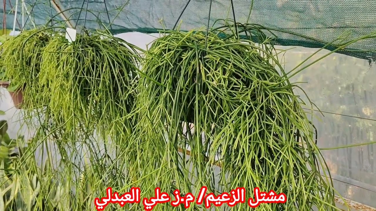 اسباب موت النباتات الداخلية الظلية
