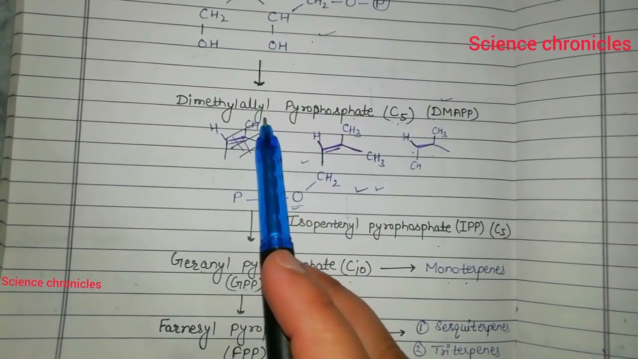 Biosynthesis of terpenoids MEP(methylerythritol phosphate) pathway part 2 