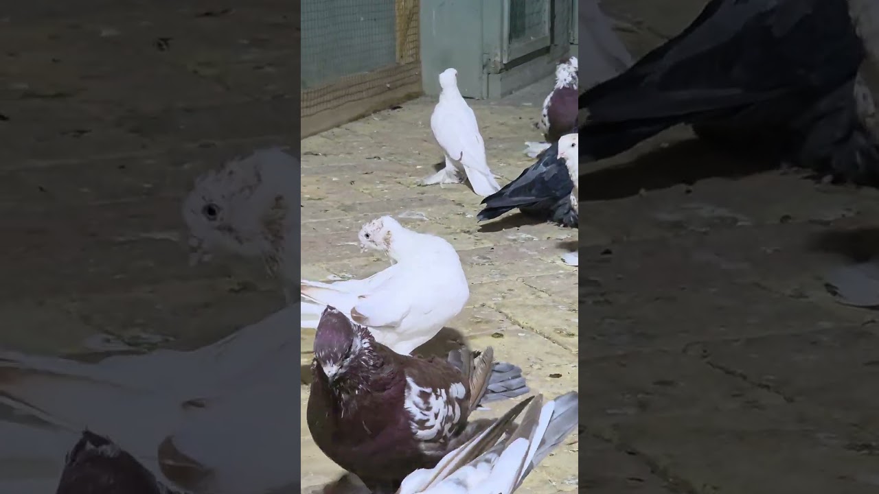 МУРОДИЛ АКА ФАЙЗЛИ ХОНАДОНИДА 