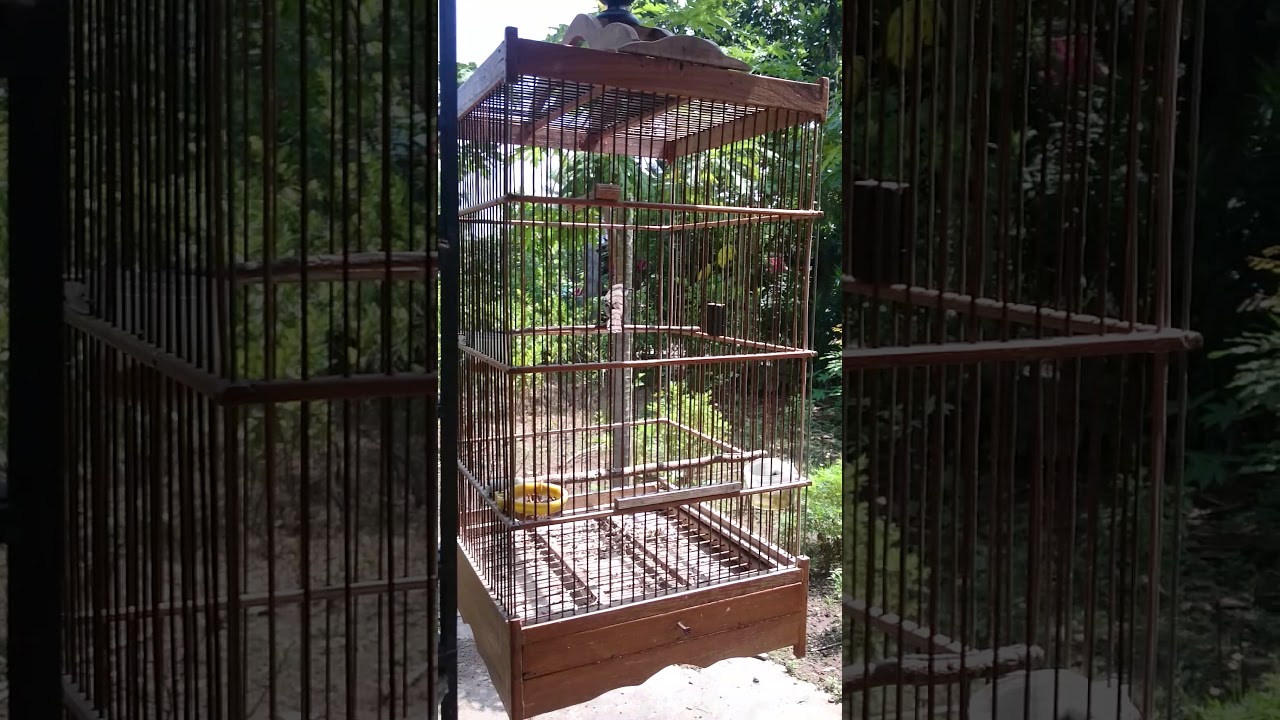 Burung ciblek isian paling aneh dan unik