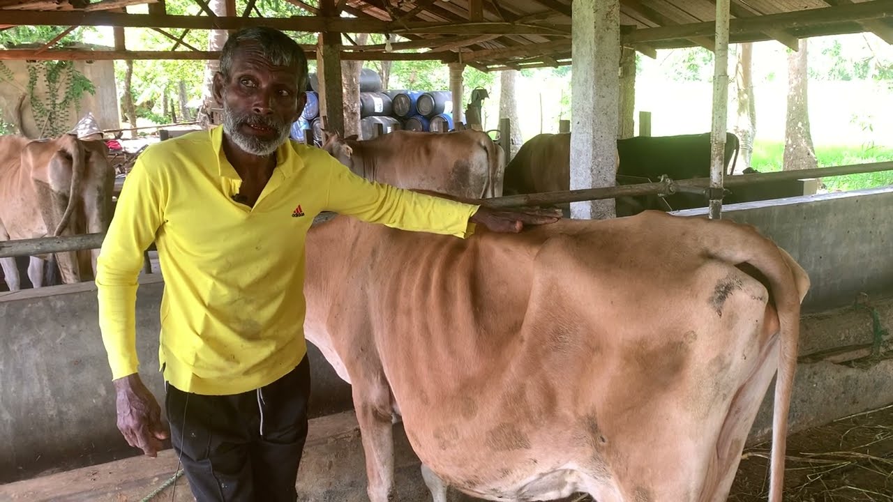 Choosing the Perfect Dairy Cow | හොඳ කිරි හරකෙක් තෝරගන්නේ කොහොමද?#animals #dairyfarm #dairyfarming