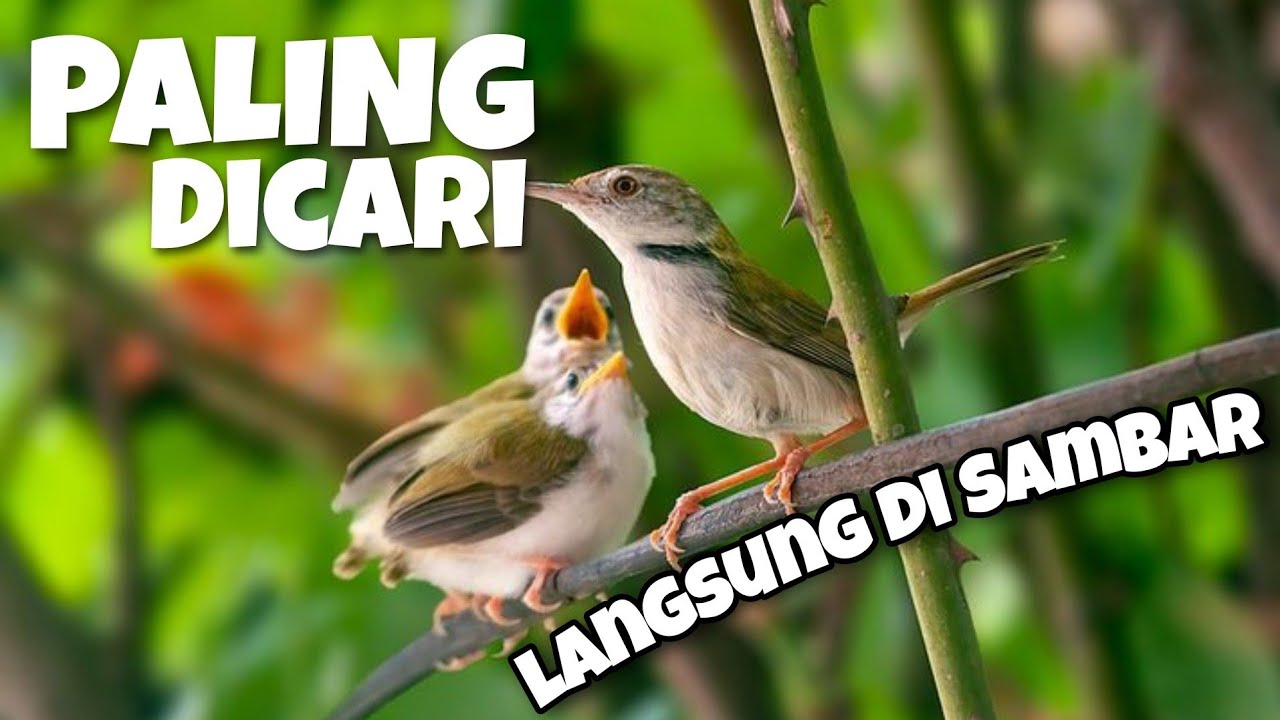 SUARA PIKAT PRENJAK LUMUT ANAKAN MEMANGGIL INDUKNYA