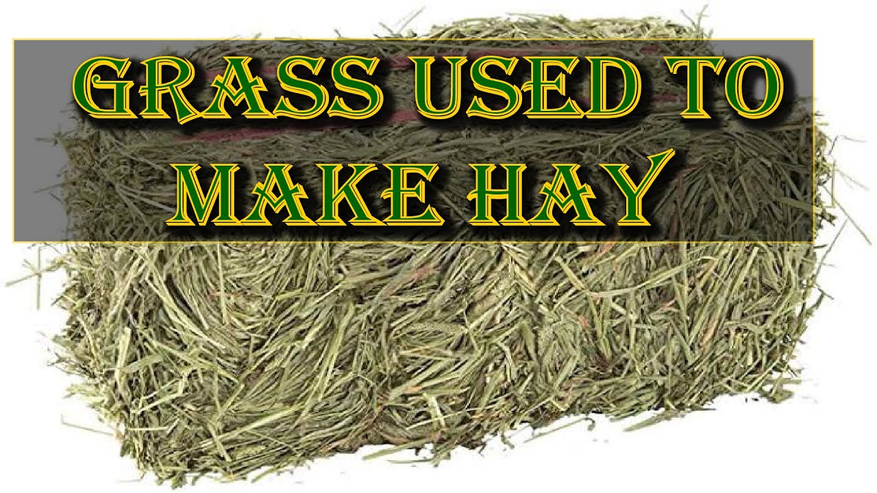 Some Grass Types for making Hay - Animal Husbandry Uganda