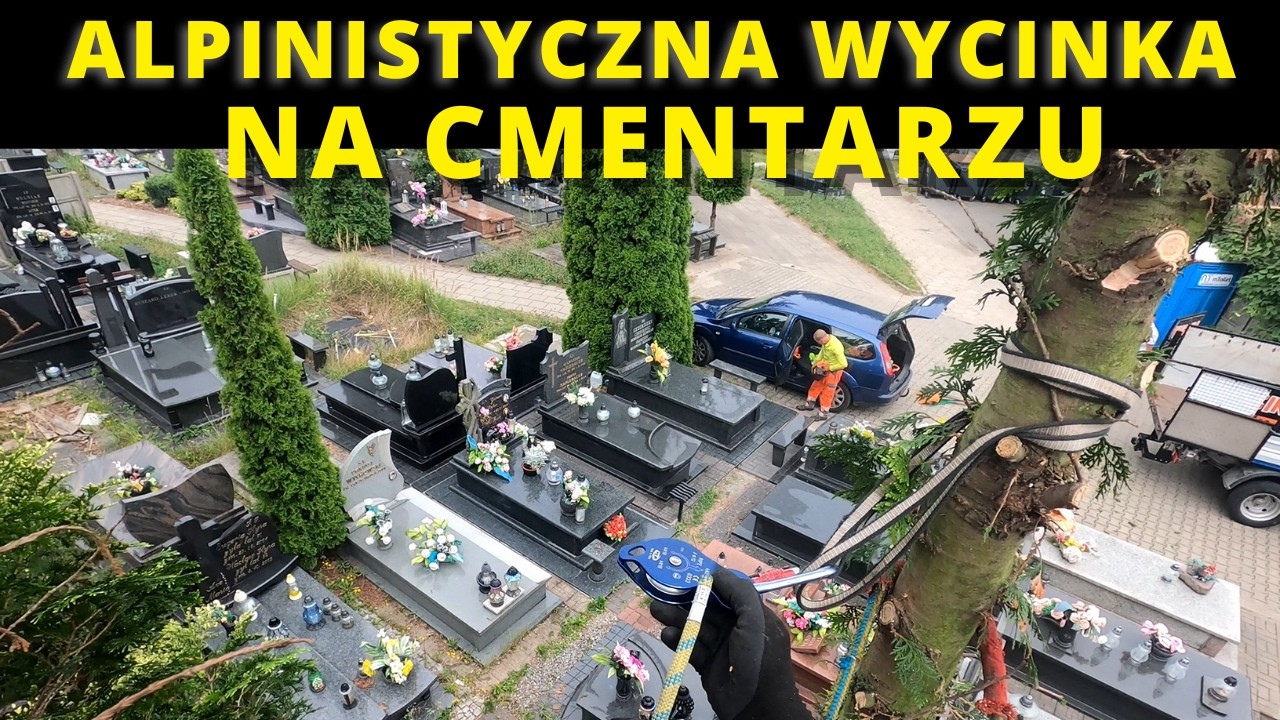Alpinistyczna wycinka 2 sztuk tui na cemntarzu | Czy akumulatorowa pilarka Dnipro dała radę?