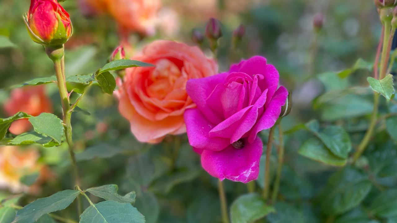 How did my drip irrigation system performed.