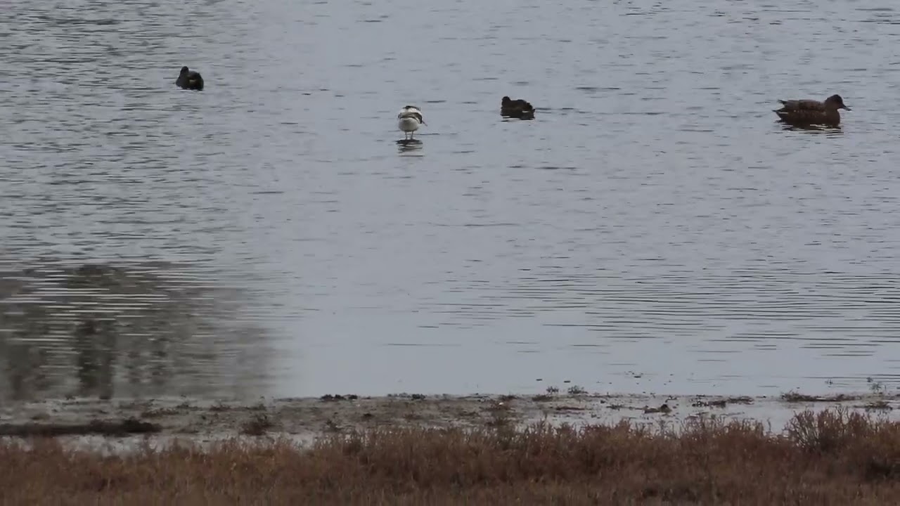 Rare American Avocet, San Juan county, Washington. Dec 12, 2024
