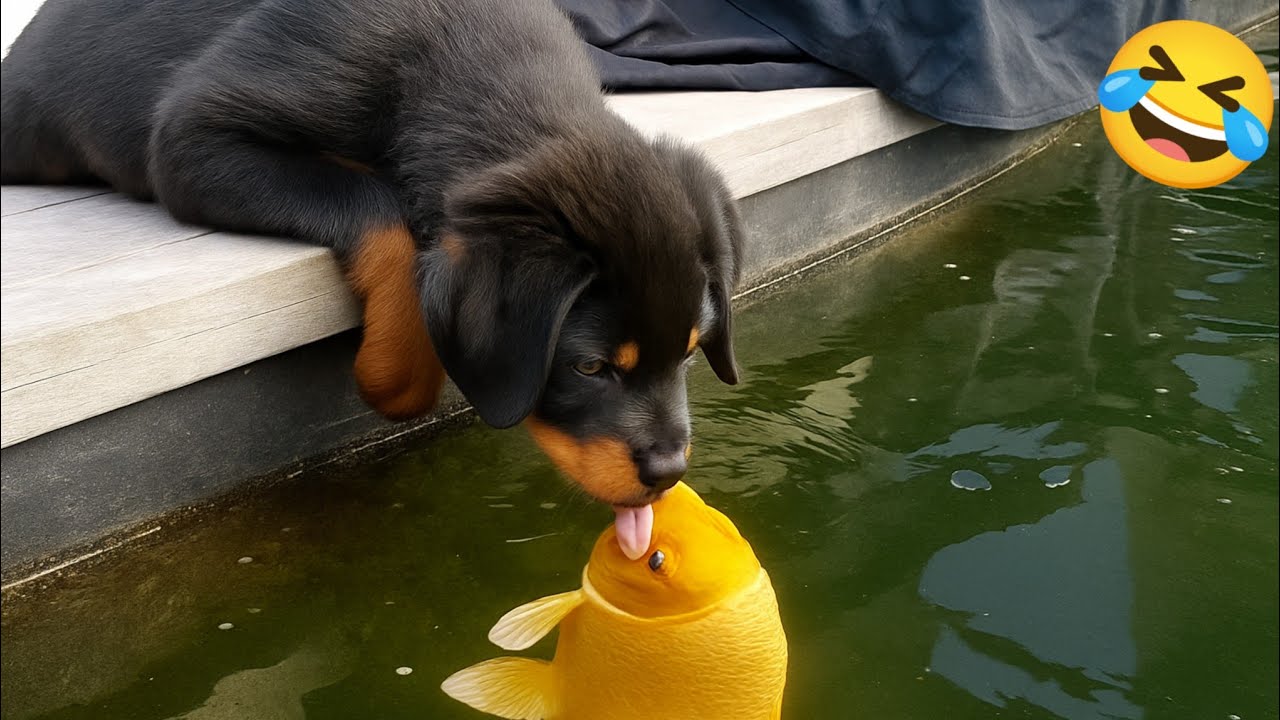 Funny videos of CATS🐱 and DOGS 🐶 THE FUNNIEST animal videos🤣2025
