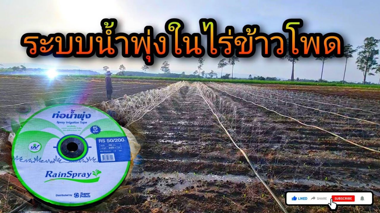 ให้น้ำข้าวโพด ระบบน้ำพุ่ง สะดวกสบาย
