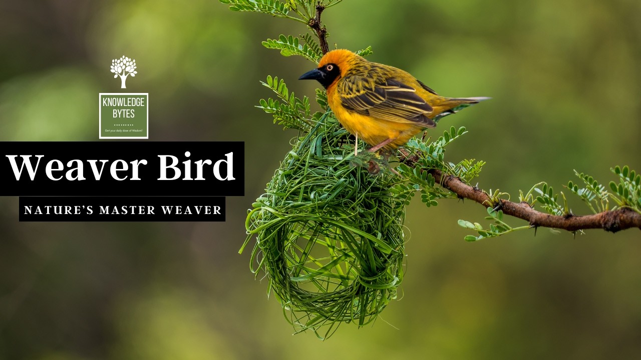 Weaver Bird : Nature's Master Weaver