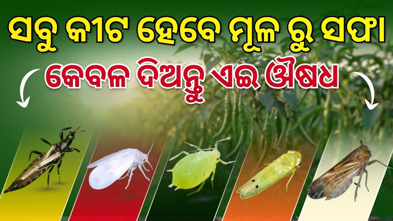 କେବଳ ଏକ କୀଟନାଶକରେ ସବୁ ପୋକ ନିୟନ୍ତ୍ରଣ! ⚠️ କୃଷକମାନେ ଏହି ଭୁଲ ଭୁଲି କରନ୍ତୁ ନାହିଁ
