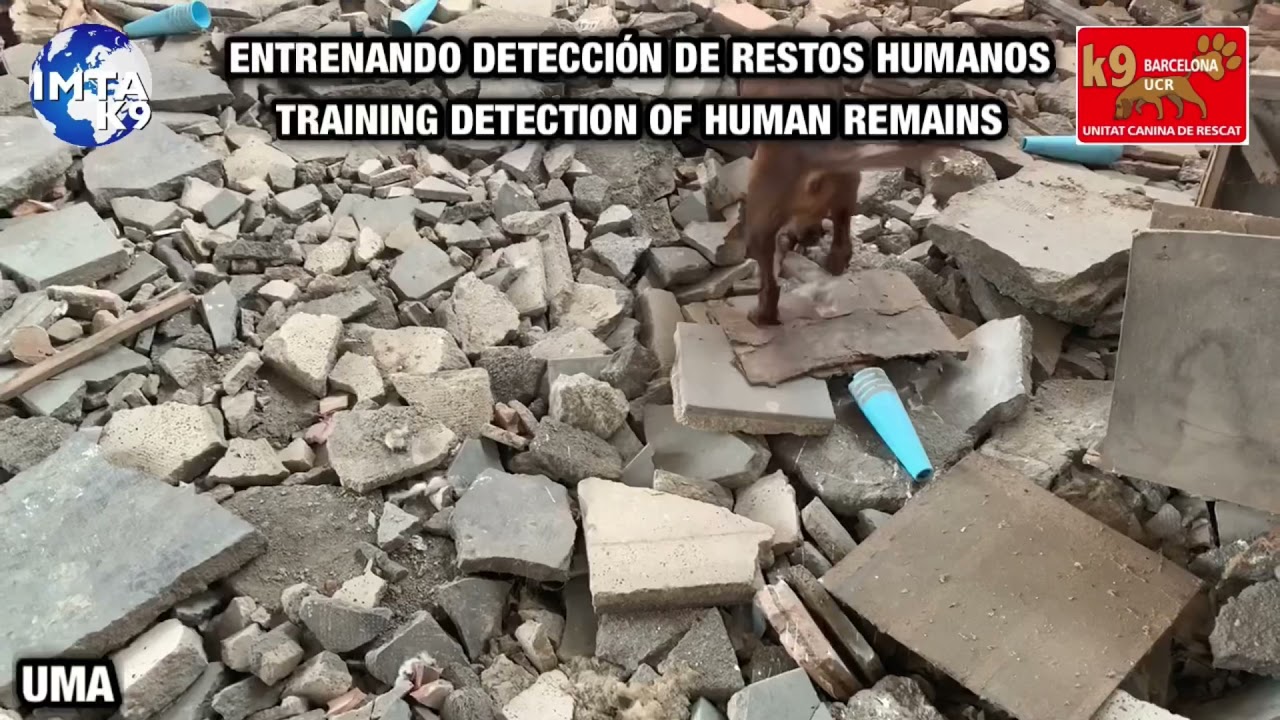 UMA, b&uacute;squeda de Restos Humanos.