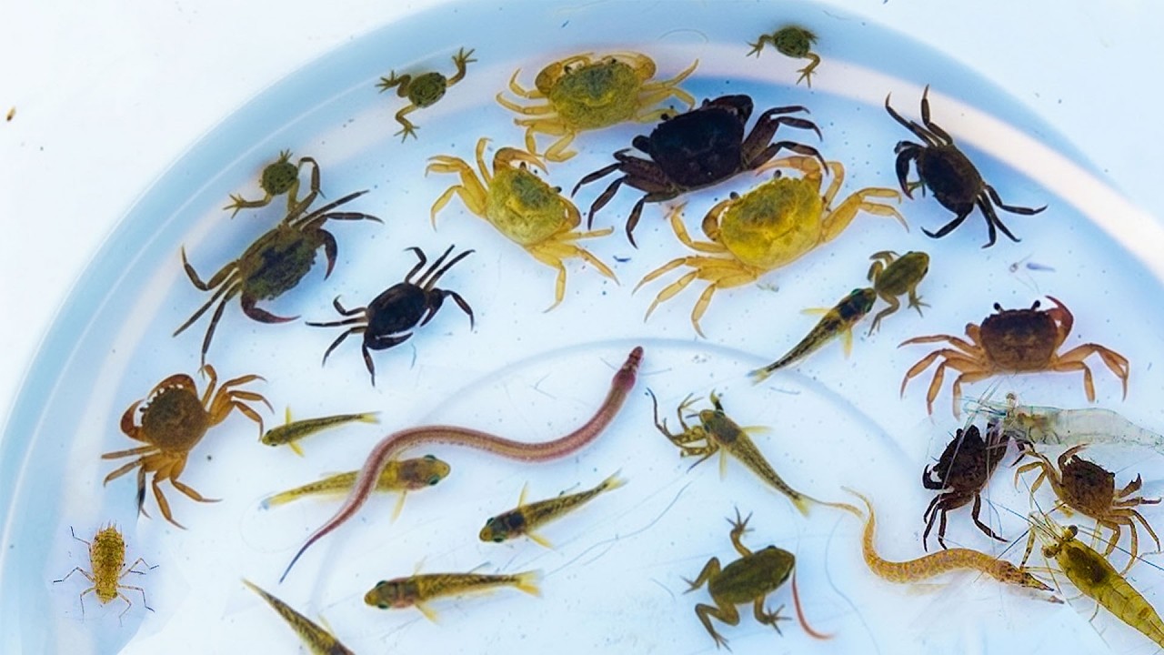 Natural small insects live under water in lake. shrimp, eel, crab, betta, frog, Crab, small fish.