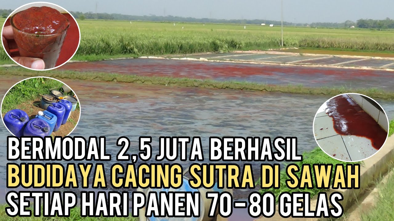 KUNCI SUKSES BUDIDAYA CACING SUTRA DI SAWAH || MODAL AWAL 2,5 JUTA BISA TIAP HARI PANEN 70-80 GELAS