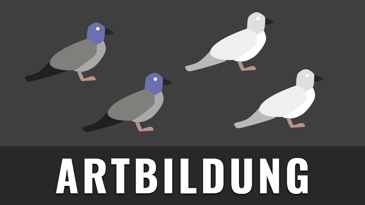 Artbildung | geografische Isolation | Artaufspaltung einfach erkl&auml;rt | Biologie Abitur