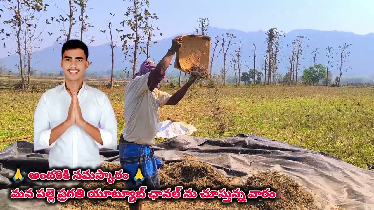 నేలమ్మ ఒడిలో వెండి వెలుగులు - గాలితో పోటీ పడుతున్న రైతన్న. #farmer #hardwork #BlackGramHarvesting 🫡🏡