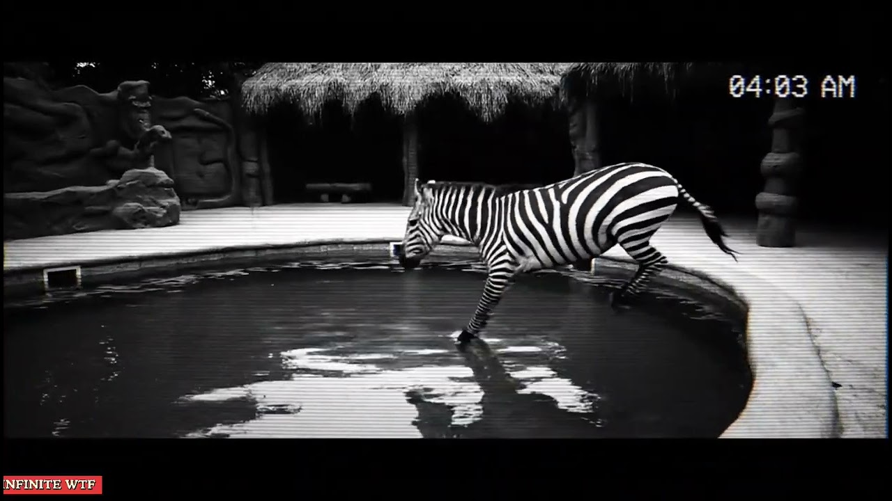 CCTV inexpliqué : des animaux qui plongent dans les piscines