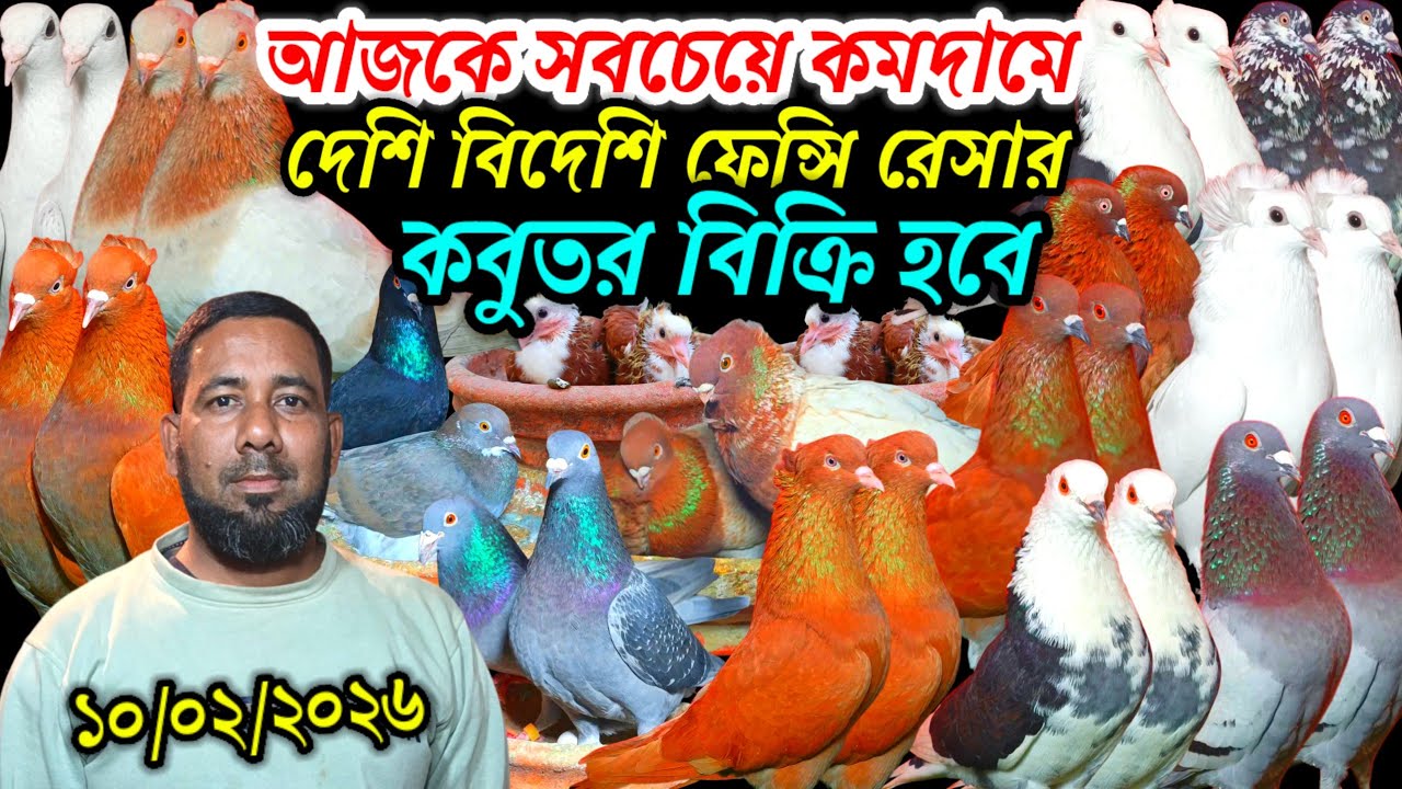 আজকে সবচেয়ে কমদামে দেশি বিদেশি ফেন্সি রেসার গোল্লা গিরিবাজ কবুতর বিক্রি হবে সোহাগ ভাইয়ের খামার