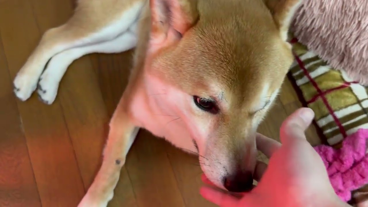 2026年2月16日寒暖差激しいけど事務所でゆったり可愛い柴犬むぎちゃんぎんちゃんなのだ