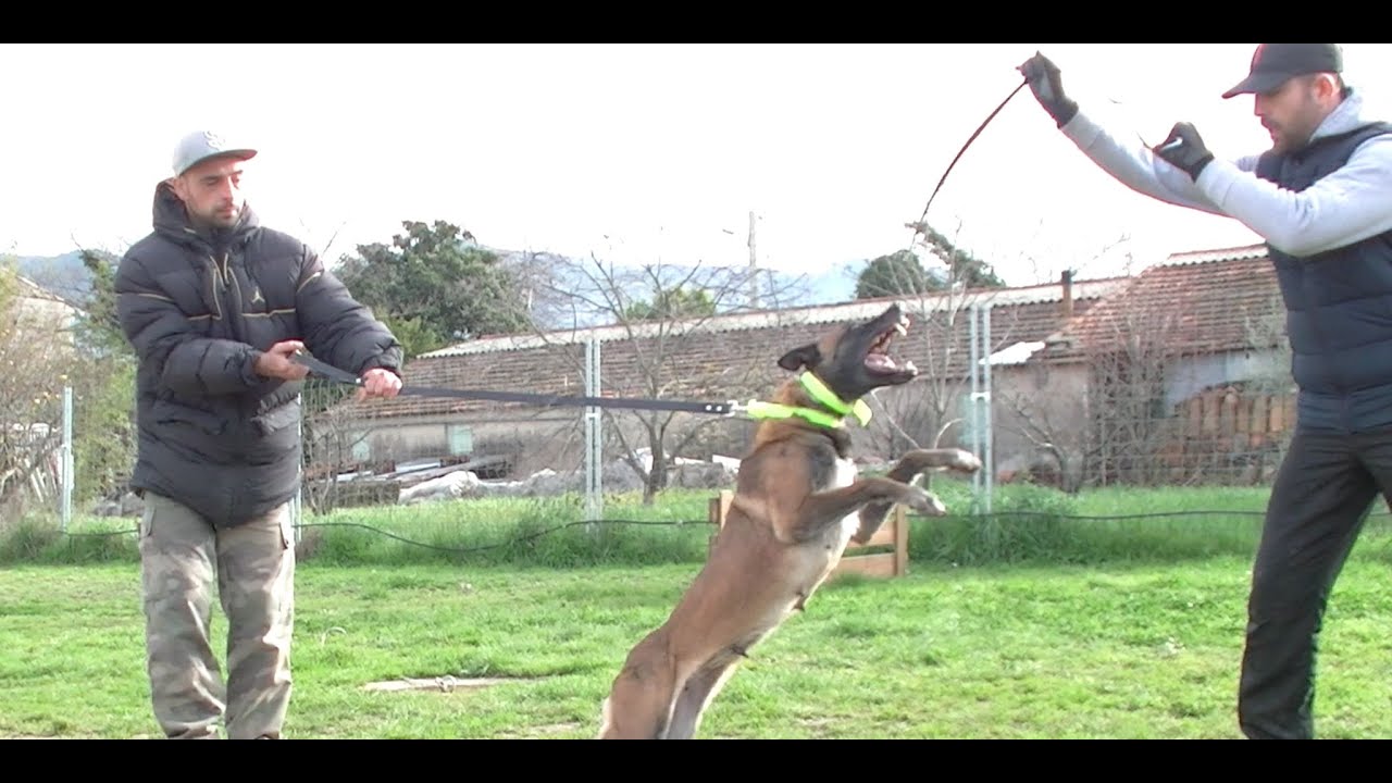 VIOLENTE ATTAQUE DU MALINOIS / FORMATION CHIEN AGRESSIF 2016 SYM DOG