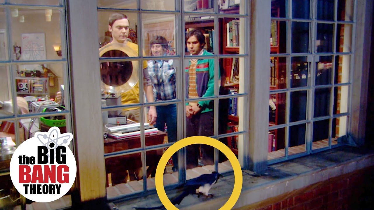 Sheldon vs. the Bird | The Big Bang Theory