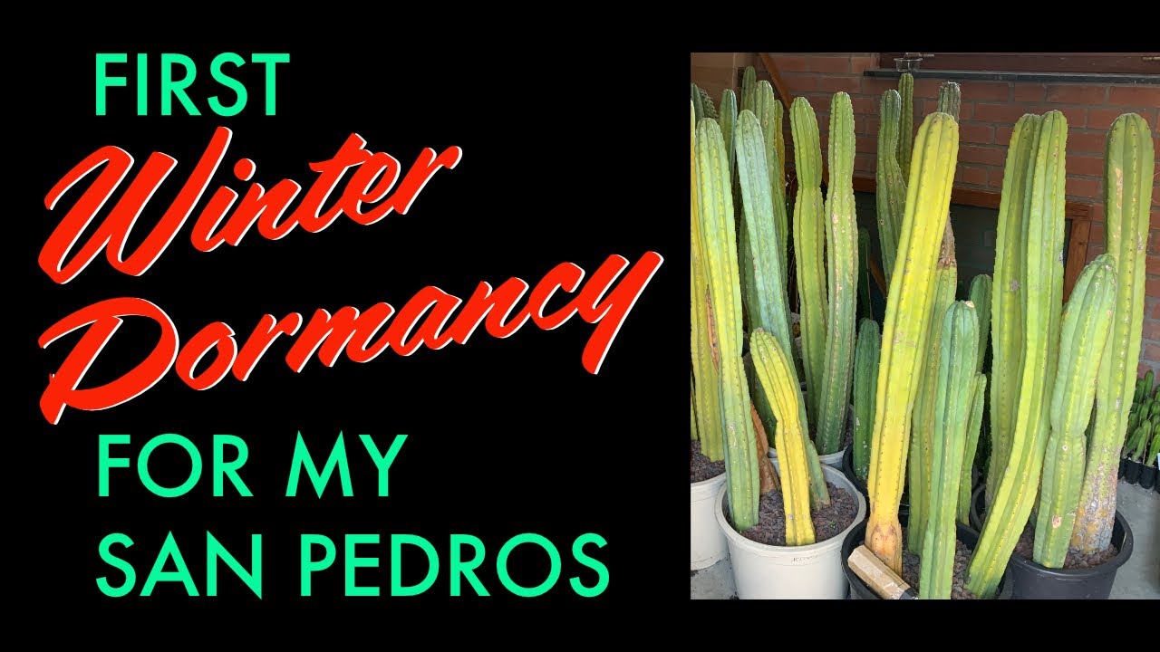 First Winter Dormancy for my San Pedro Cacti