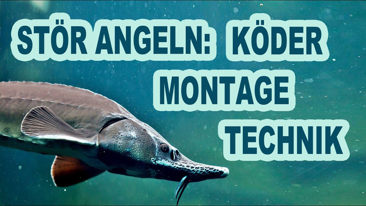 Stör angeln: Köder, Montagen und Technik