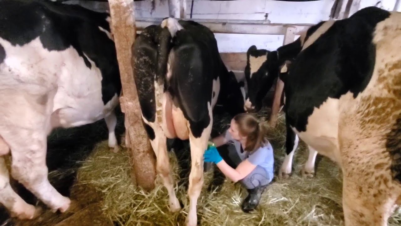 How To Milk A Cow With A Surge Milker