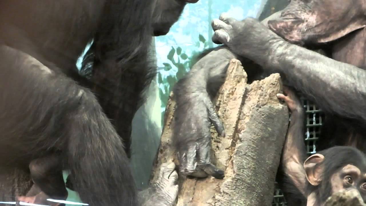 #02 Too Cute! Baby chimpanzee.かわいいチンパンジーの赤ちゃん。