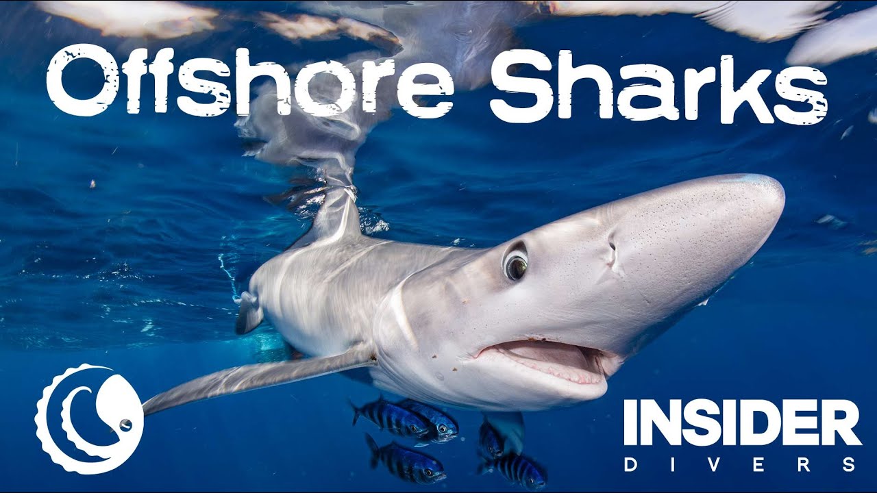 Offshore Sharks Cabo San Lucas, Mexico
