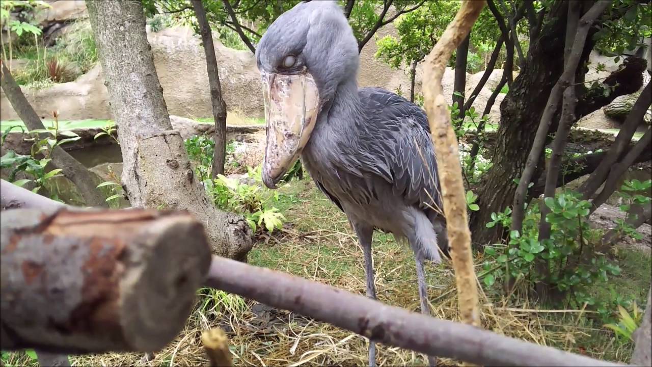 shoebill ハシビロコウ カシシ&hellip;それってクシャミ?