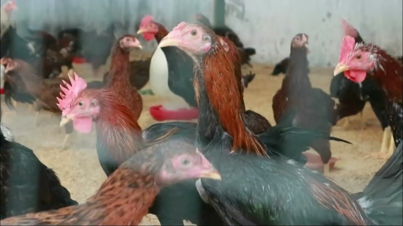 kandang ayam KUB BSIP Jawa Timur 2024