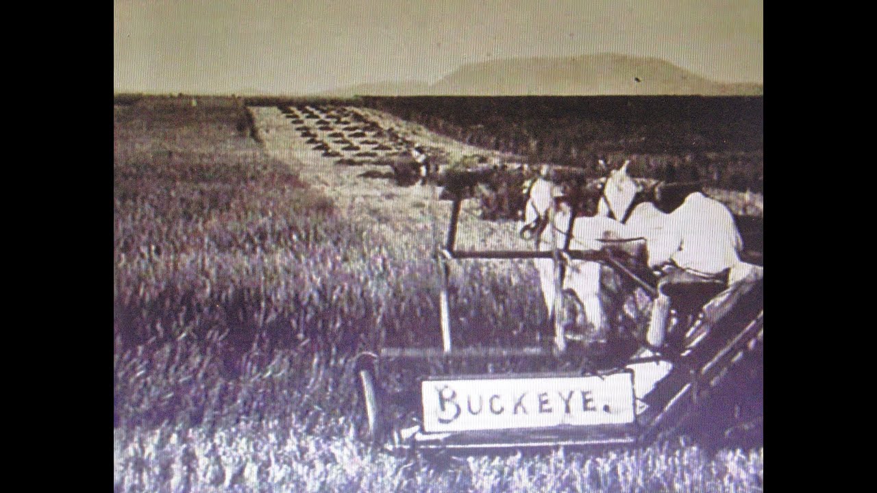 From Sheep to Chardonnay- Life in the Australian Bush. Early 1900's