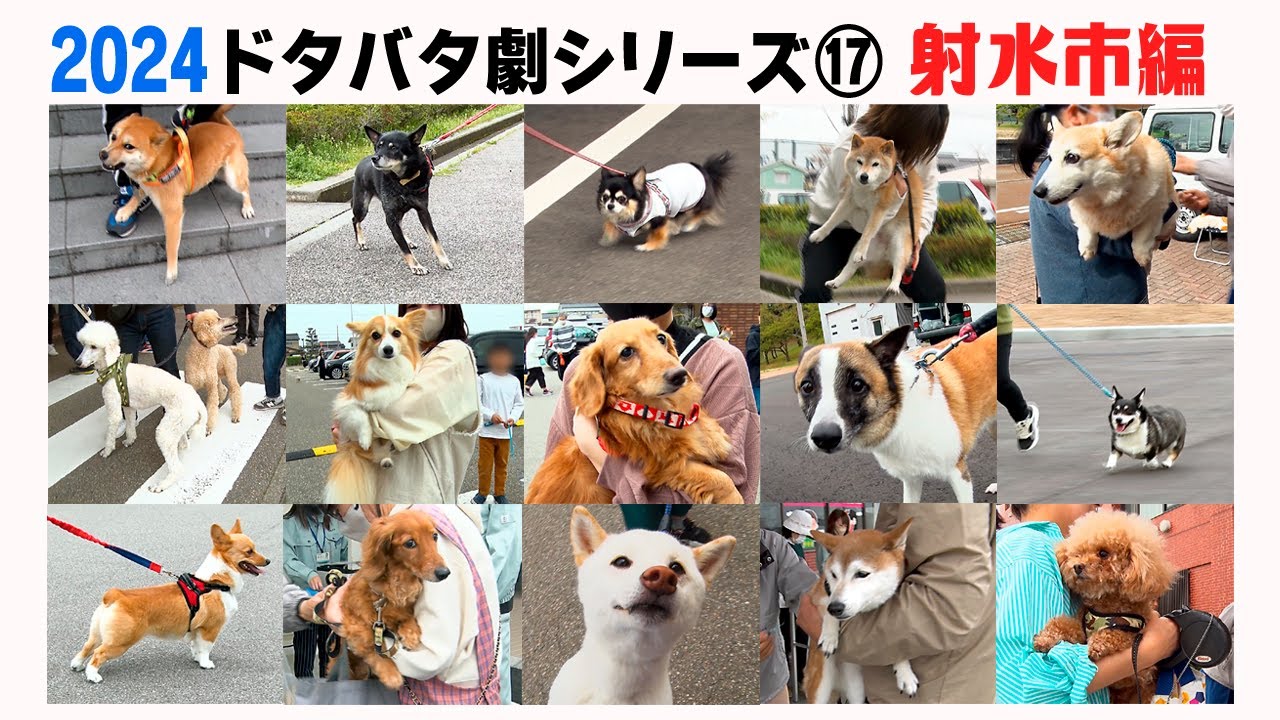 2024狂犬病予防注射会場のドタバタ劇⑰ 射水市編