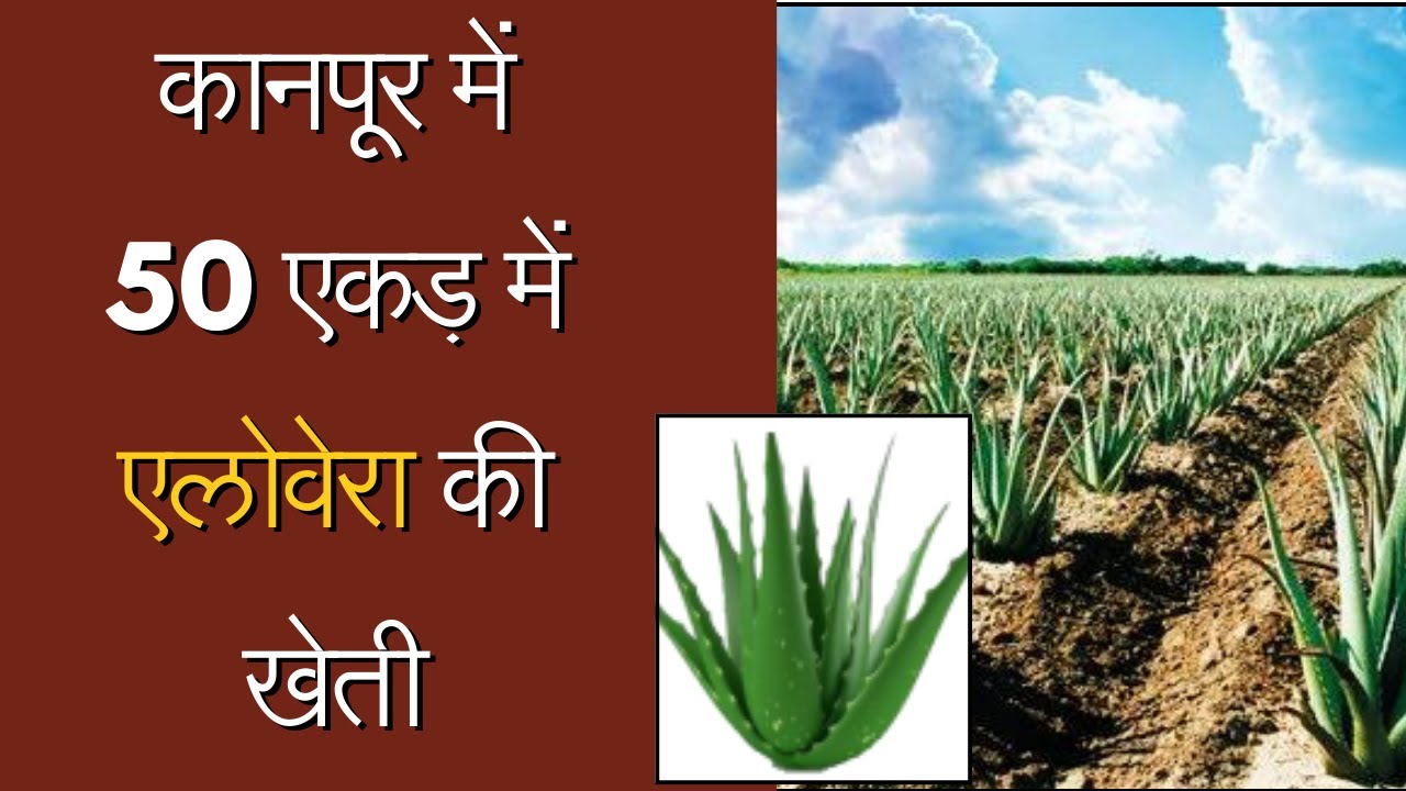 Aloe Vera Cultivation with Maatitatva Agro | Consultancy and Buy-Back Agreement | 9926737767
