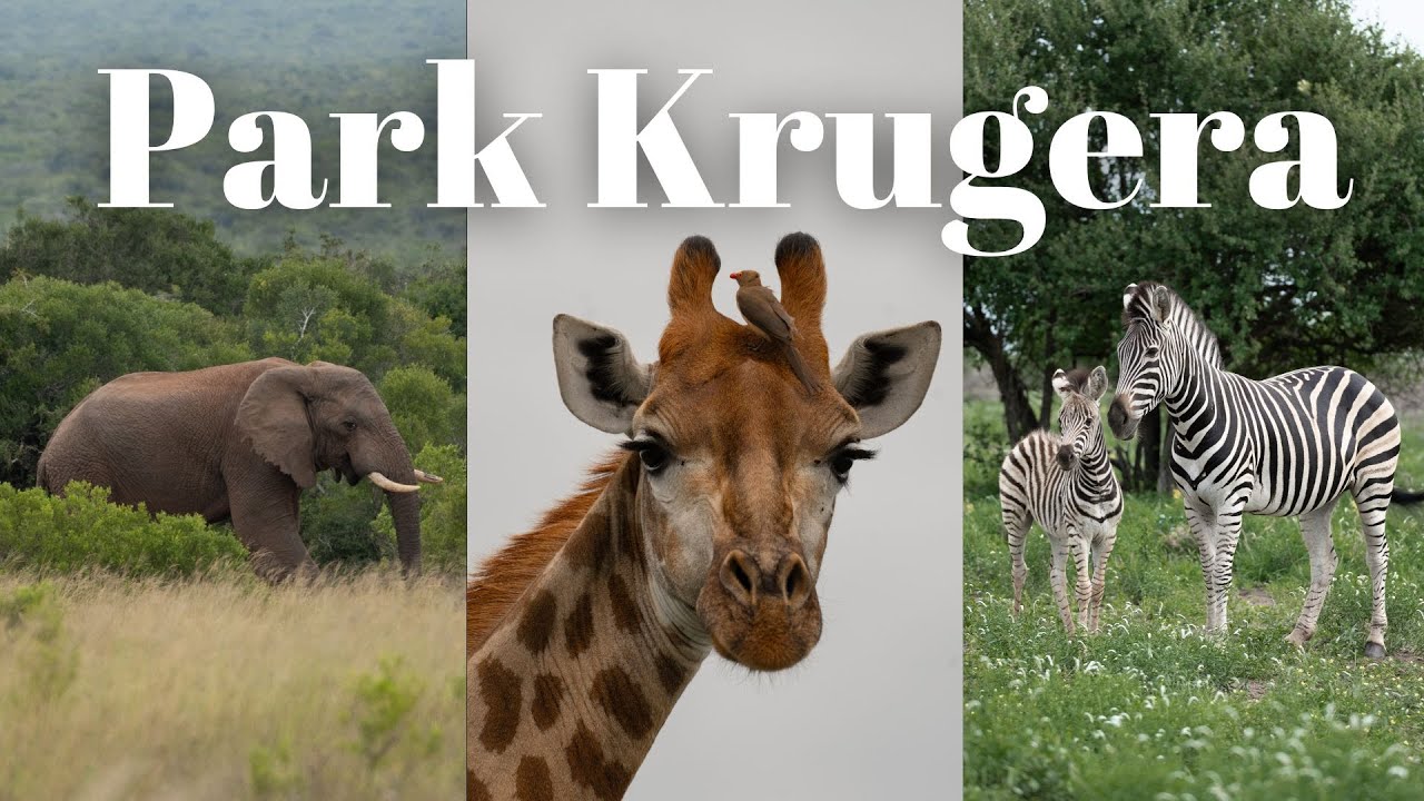 Samodzielne SAFARI w PARKU KRUGERA