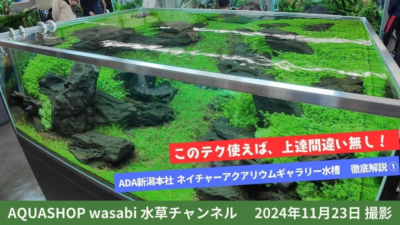 水草水槽が上手くなるテクニック集！ADA新潟ネイチャーアクアリウムギャラリー水槽解説①2024年IAPLCアワードセレモニー、水草レイアウト、立ち上げ方、水草の育て方、世界水草レイアウトコンテスト