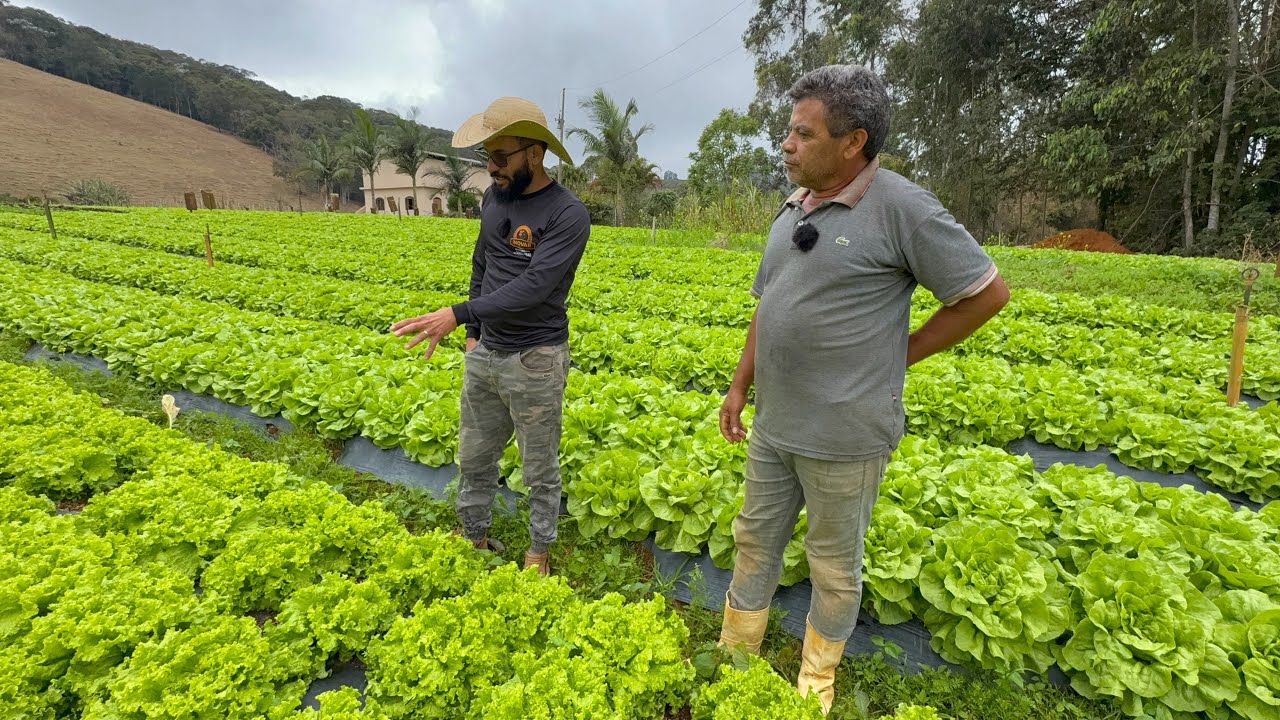 O Que Ninguém Te Conta Sobre Plantar Alface