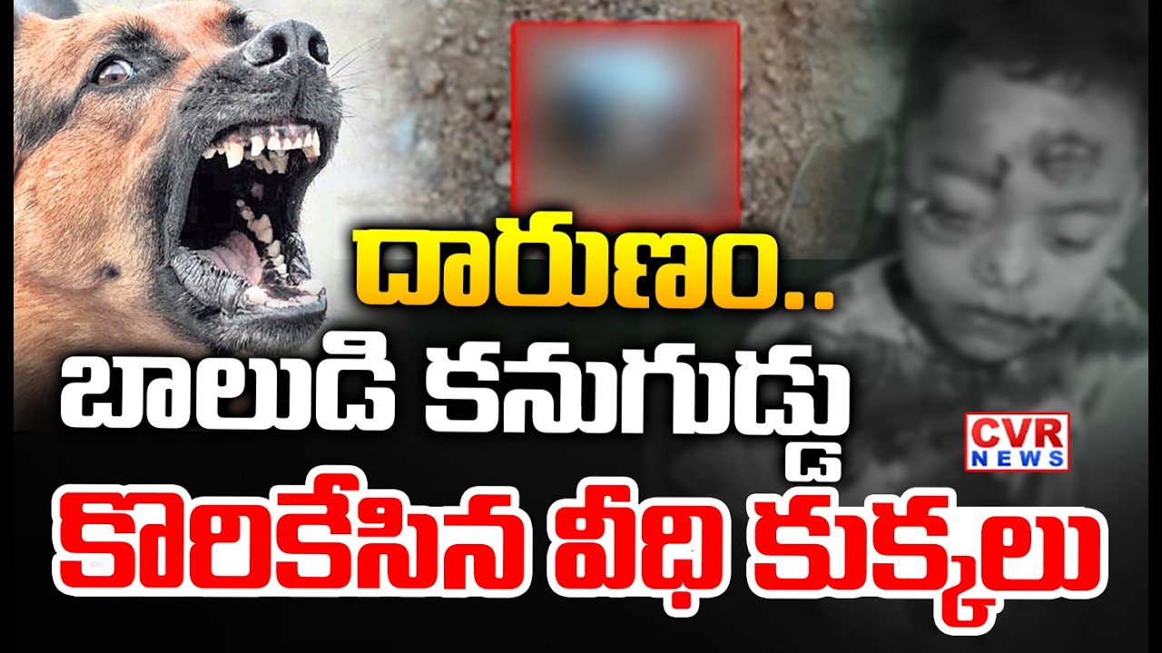 యాదాద్రి జిల్లాలో దారుణం..బాలుడిపై వీధి కుక్కల దాడి..|| Stray Dogs Attack 3 Years Old Boy | CVR News