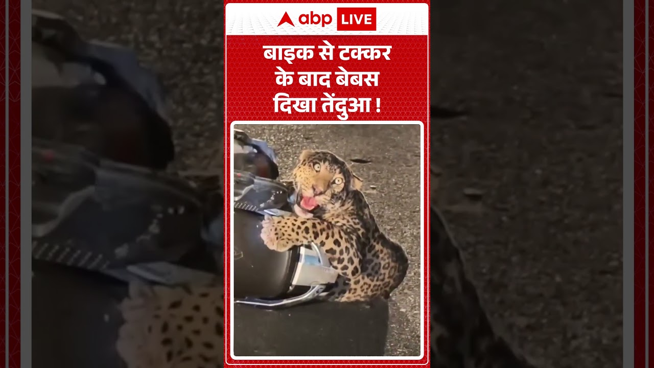 Viral Video : Nainital में बाइक से टक्कर के बाद बेबस दिखा तेंदुआ ! #viralshorts #shorts #leopard